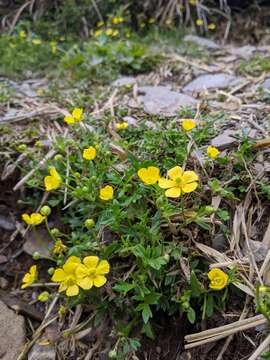 Imagem de Ranunculus formosamontanus Ohwi