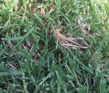 Image of Admirable Grasshopper