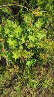 Image of hairy lady's mantle