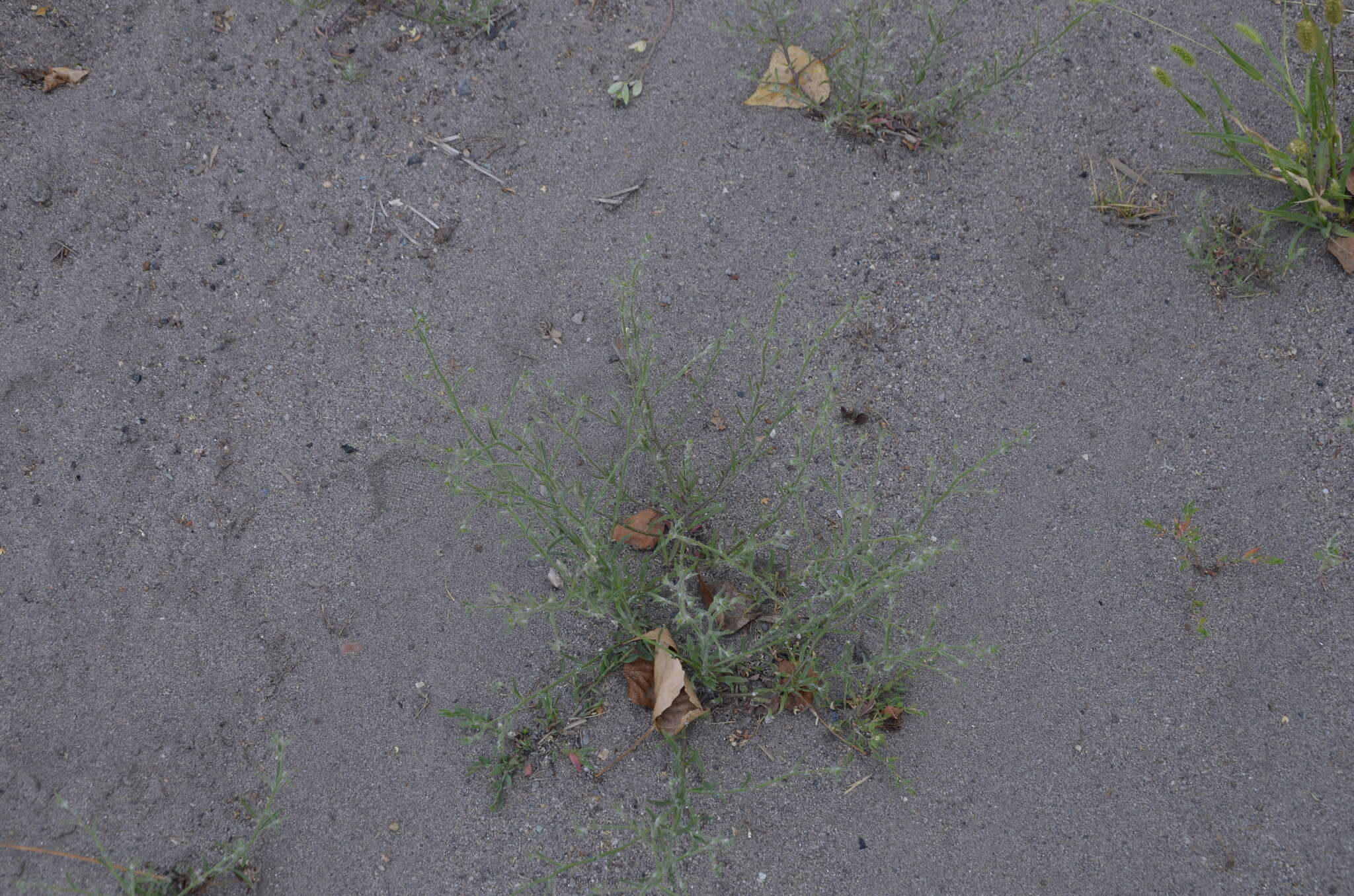 Image of Hyssop-Leaf Bugseed