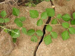 Imagem de <i>Rubus novus</i>