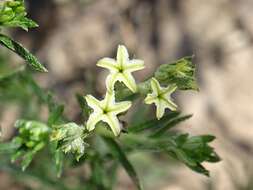 Image of slimleaf heliotrope