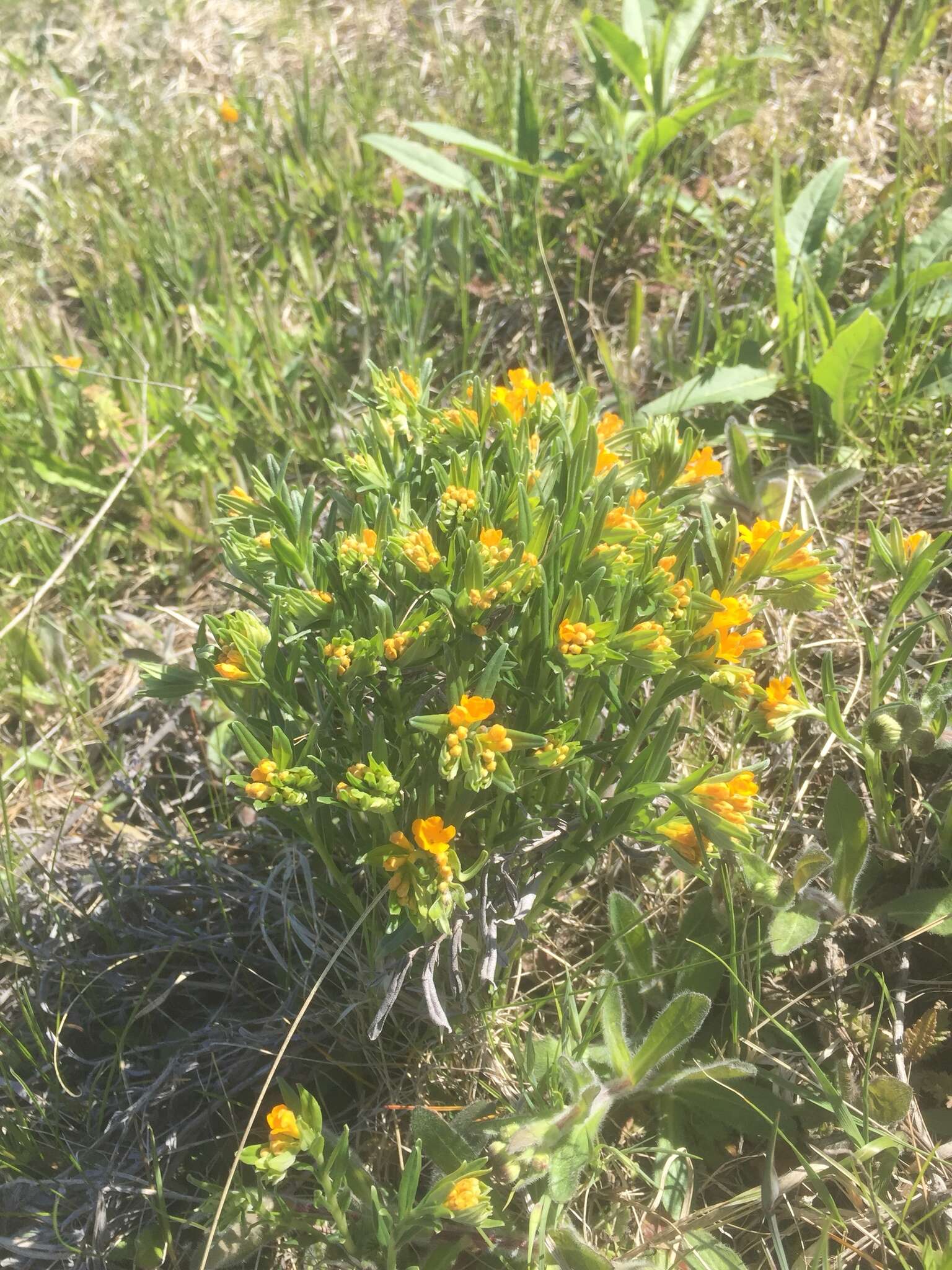 Image of hoary puccoon