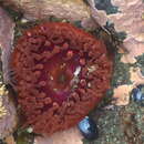 Image of giant brooding anemone