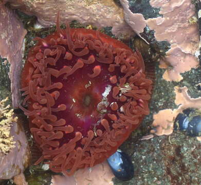 Image of giant brooding anemone