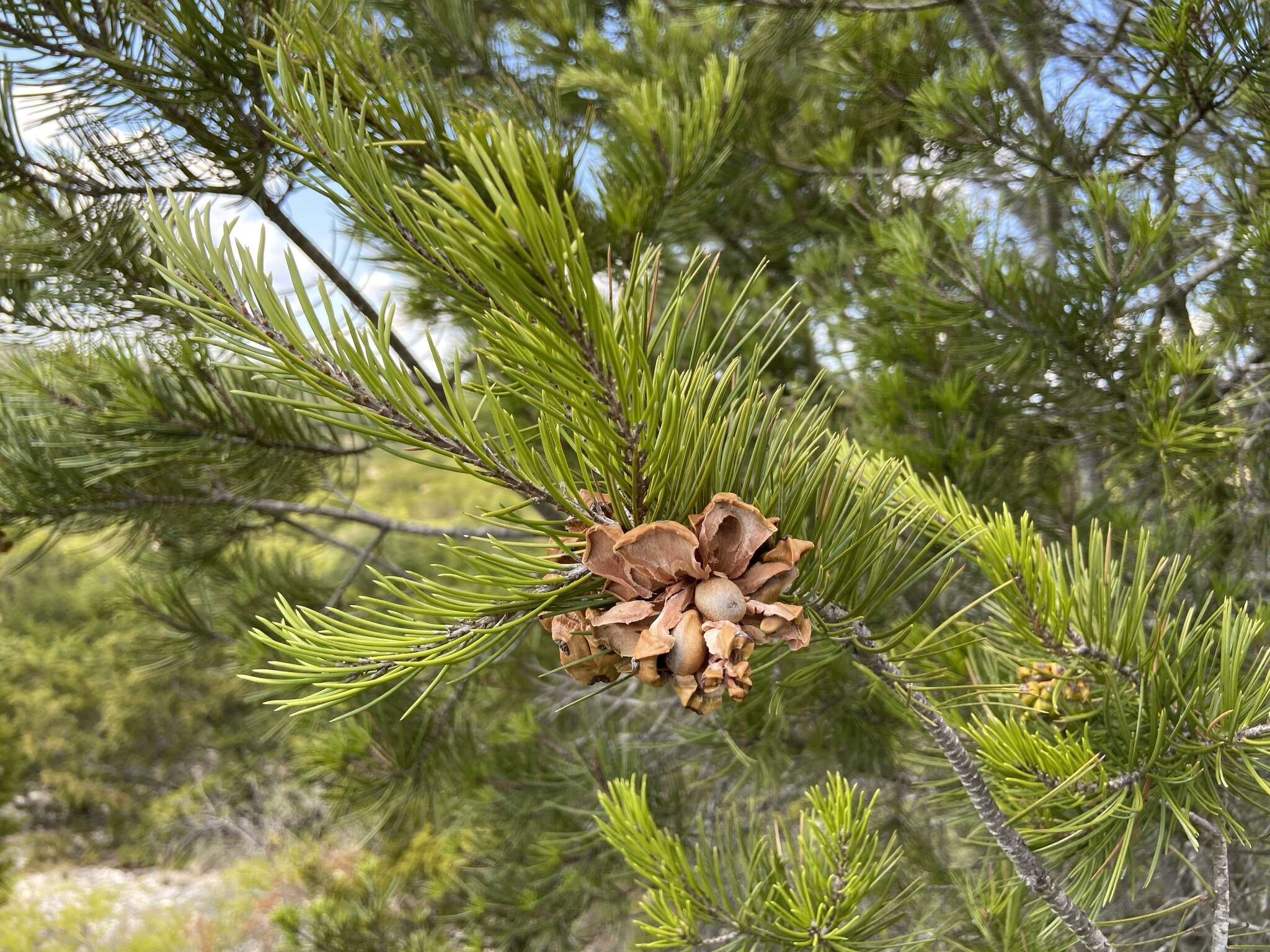 صورة Pinus remota (Little) D. K. Bailey & Hawksw.