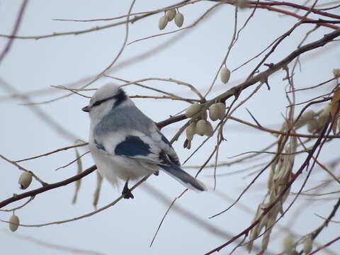 Image of Azure Tit