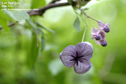 Image of chocolate vine