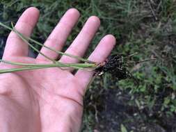 Imagem de Cyperus distinctus Steud.