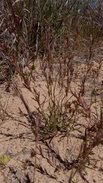 Image of Eragrostis boinensis A. Camus