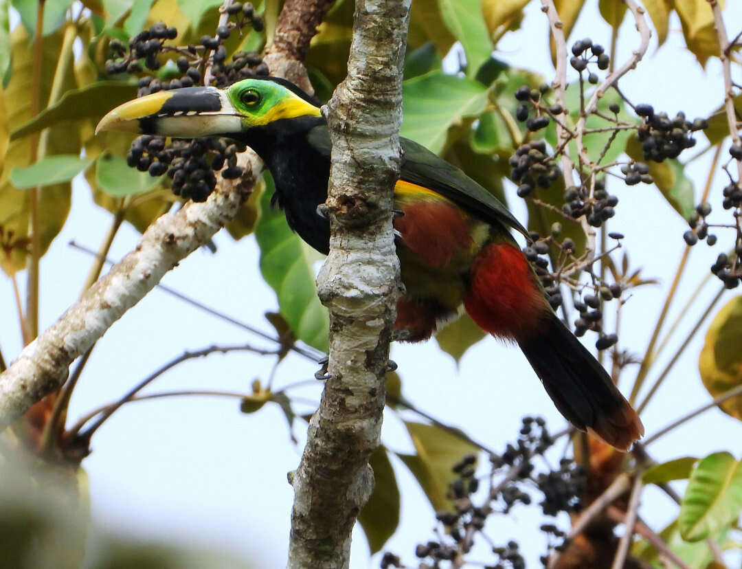 Image of Gould's Toucanet