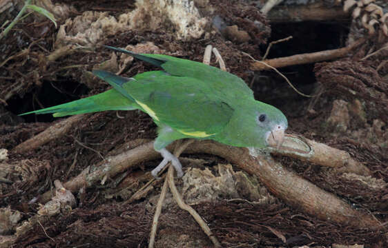 Image of Canary-winged Parakeet