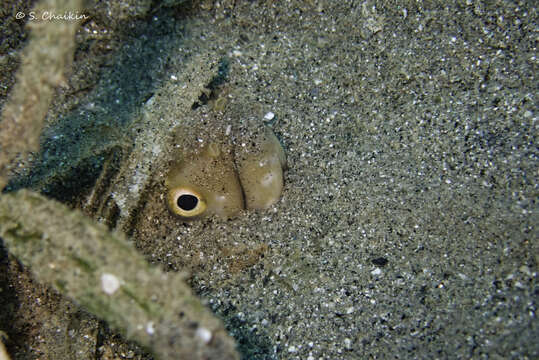 Image of Narrowtail moray