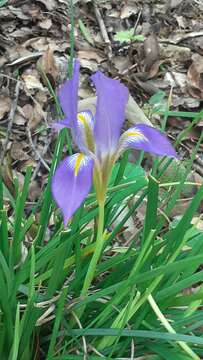 Imagem de Iris unguicularis var. syriaca (Wern. Schulze) A. P. Davis & Jury