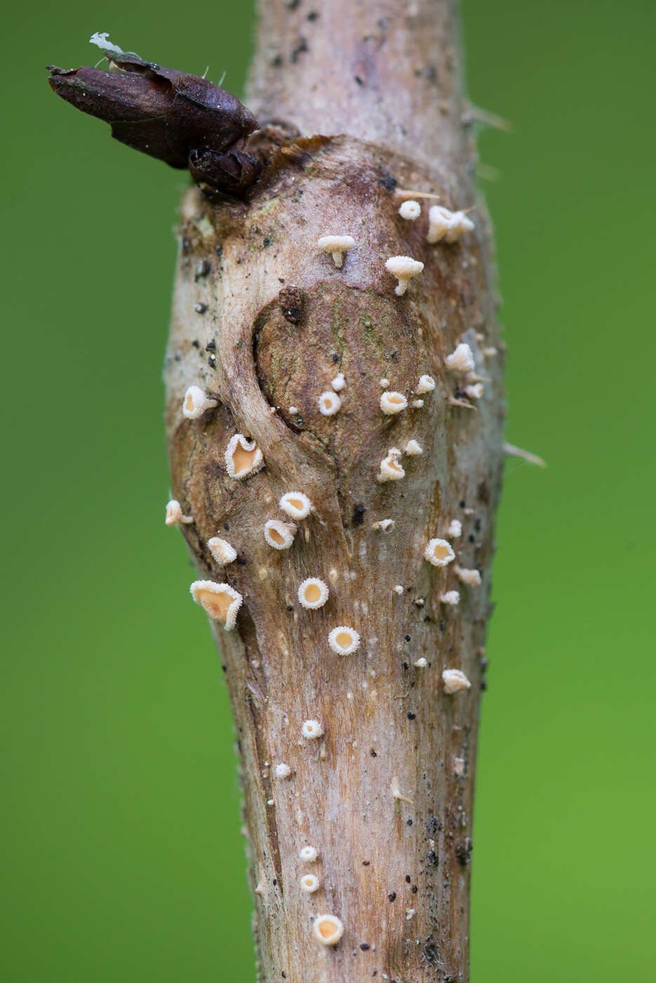 Image of Capitotricha rubi (Bres.) Baral 1985