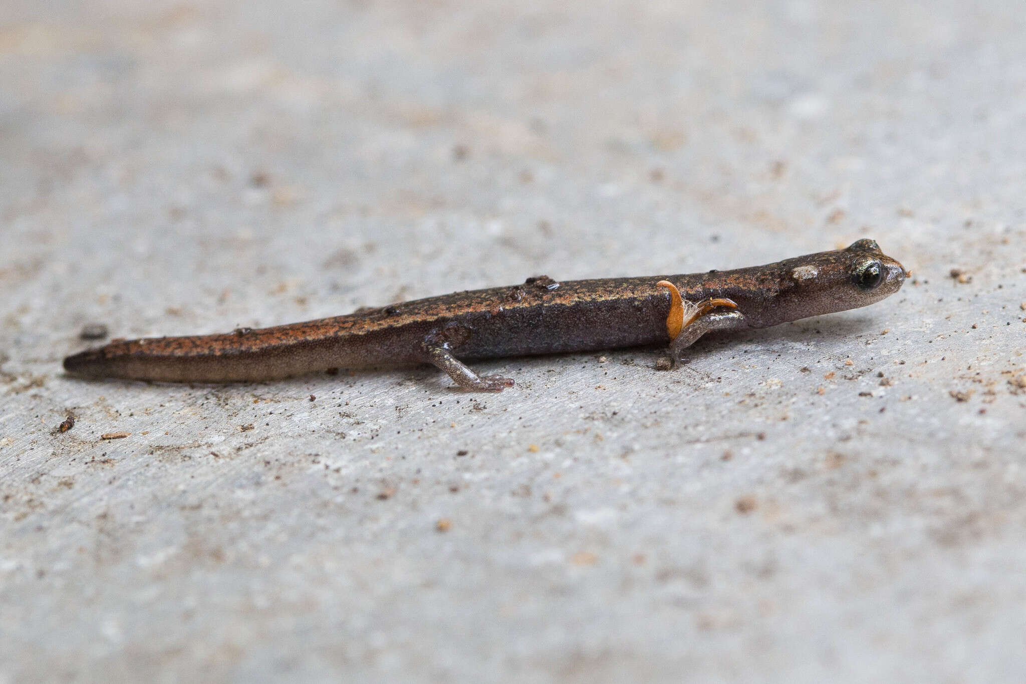 Image of Channel Islands Slender Salamander
