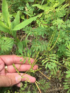 Desmanthus leptolobus Torr. & A. Gray resmi