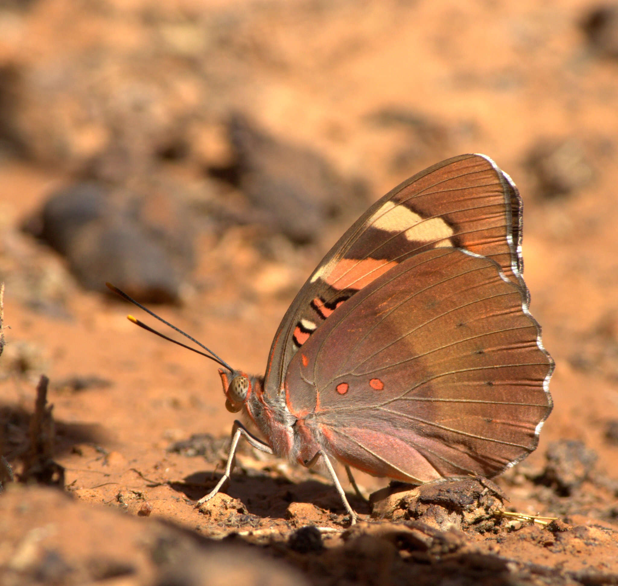 Image of Euthalia nais