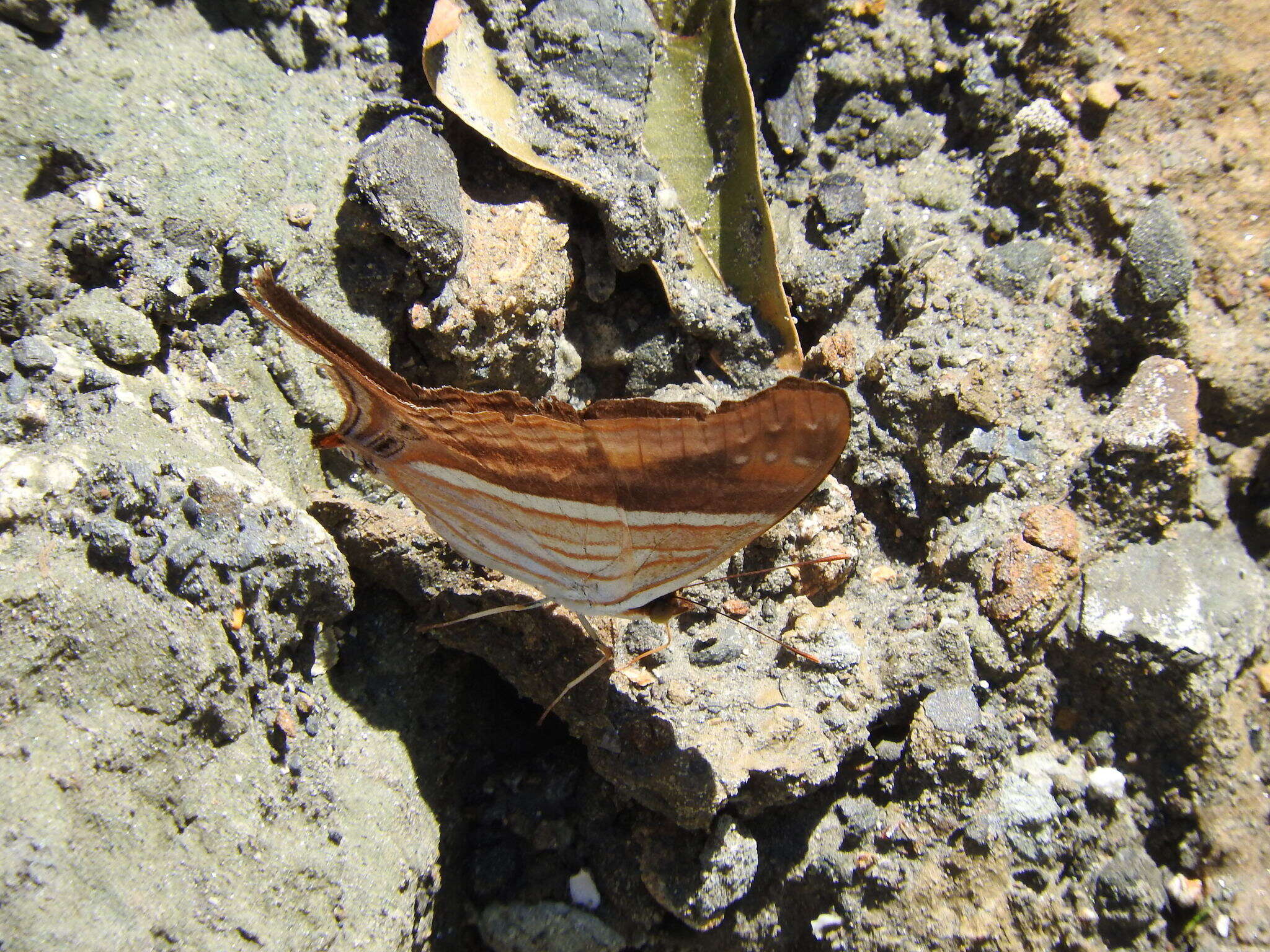 Image of Many-banded Daggerwing