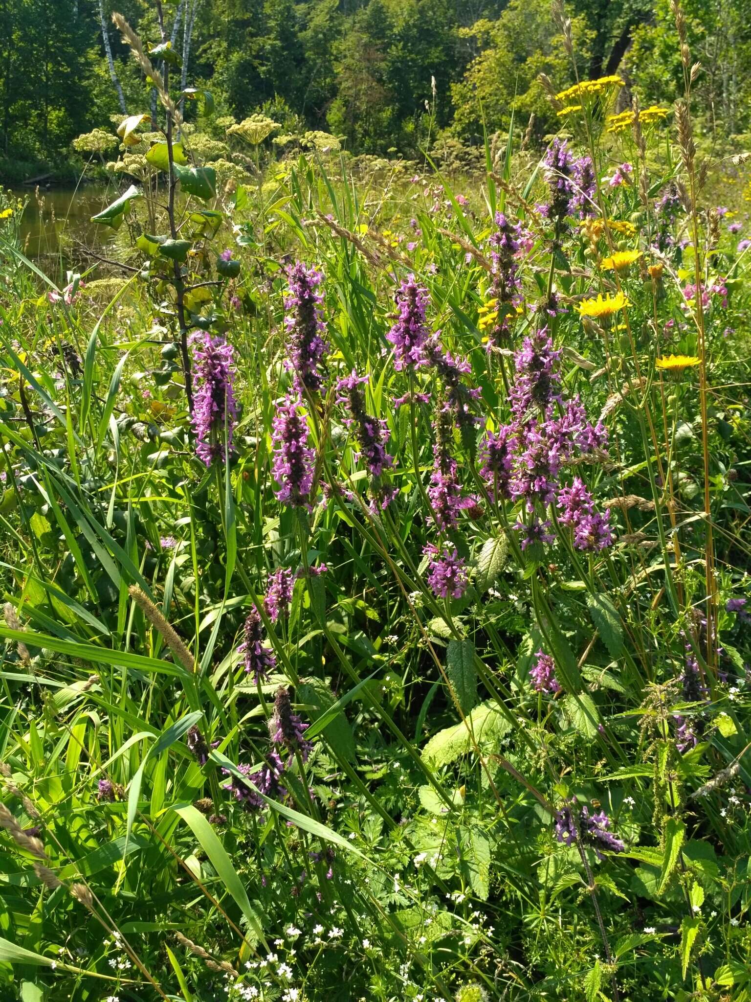 Betonica officinalis L. resmi