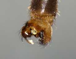 Image of Leptotarsus (Macromastix) cubitalis (Edwards 1923)