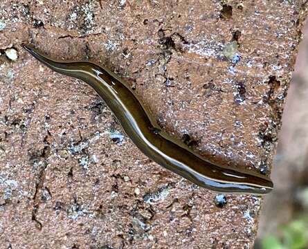 Australopacifica scaphoidea (Steel 1900) resmi