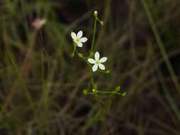 Sivun Curtia tenuifolia (Aubl.) Knobl. kuva