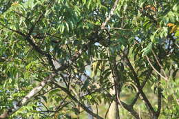 Image of Green-backed Woodpecker