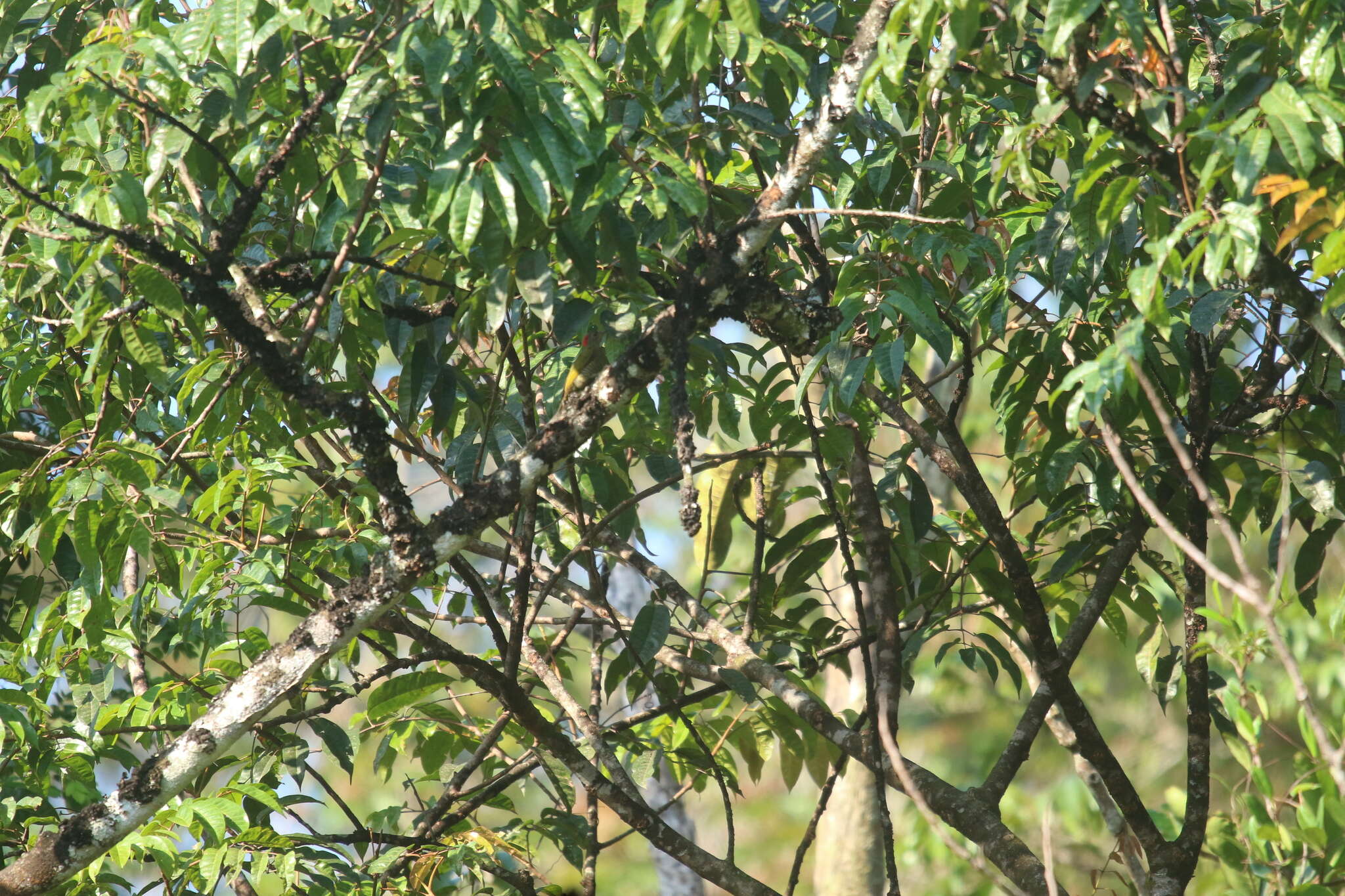 Image of Green-backed Woodpecker