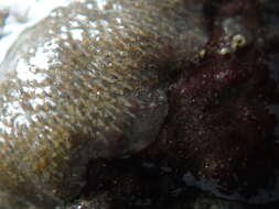 Image of <i>Alcyonidium gelatinosum</i>