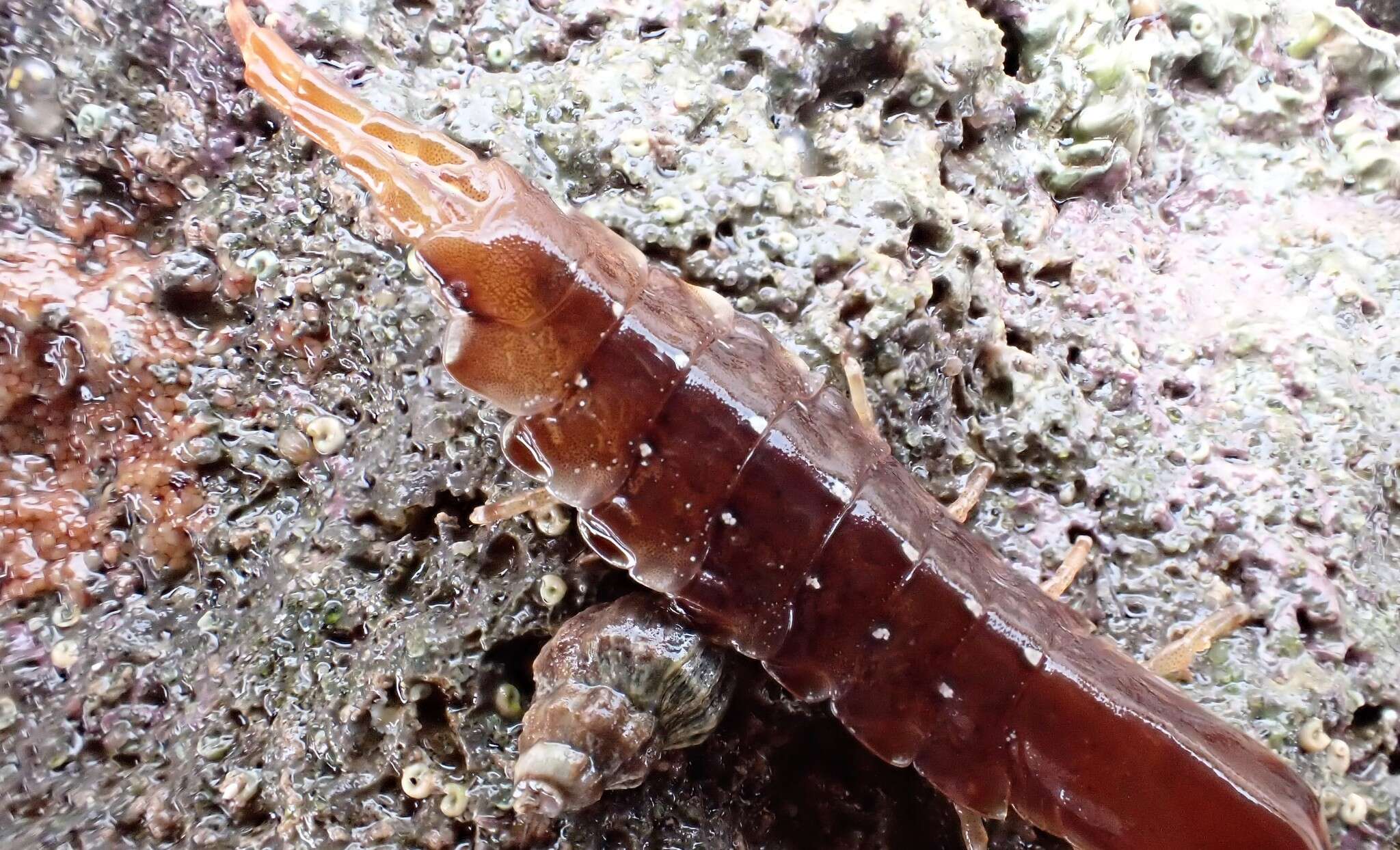 Image of Euidotea peronii (Milne Edwards 1840)