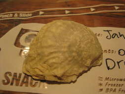 Image of Chilean Oyster