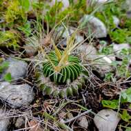 Image of Stenocactus sulphureus (A. Dietr.) Bravo