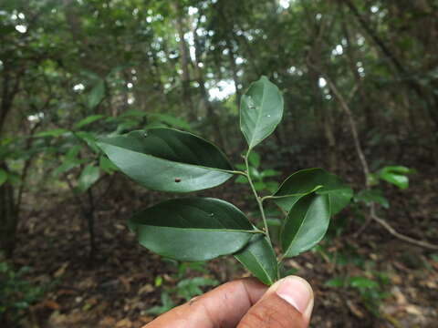 Sivun Diospyros ghatensis B. R. Ramesh & D. De Franceschi kuva