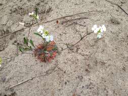 Plancia ëd Arabidopsis lyrata (L.) O'Kane & Al-Shehbaz