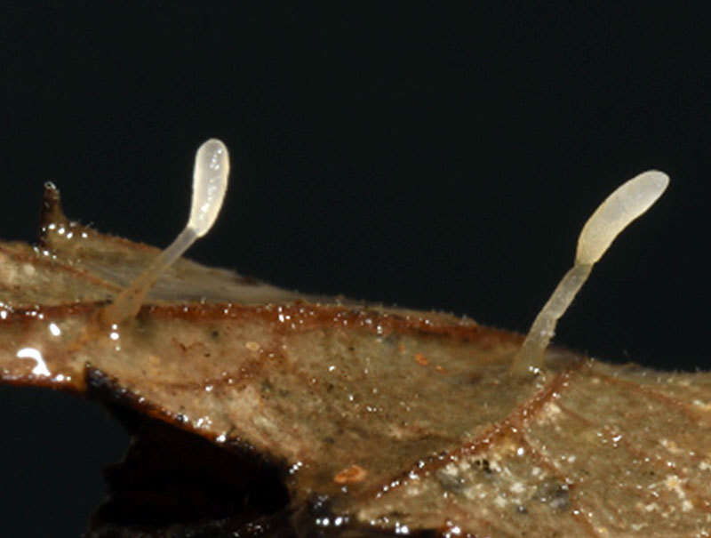 Image of Typhula setipes (Grev.) Berthier 1976