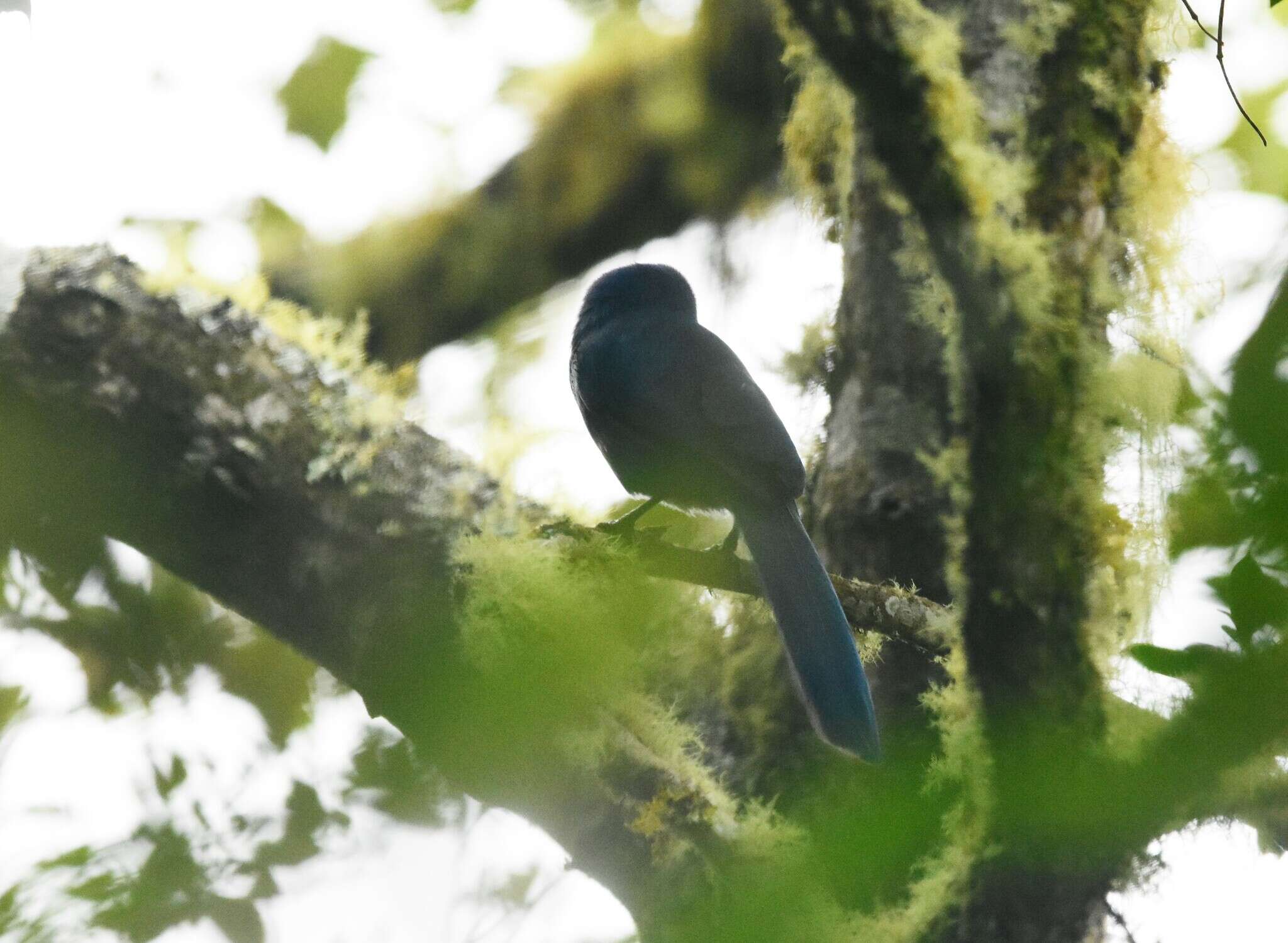 Image of Black-collared Jay