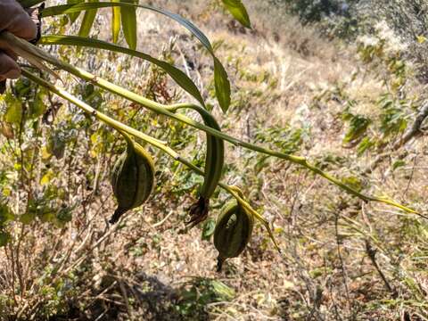 Image of Cymbidium erythraeum Lindl.