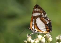 Image of Irenia Metalmark