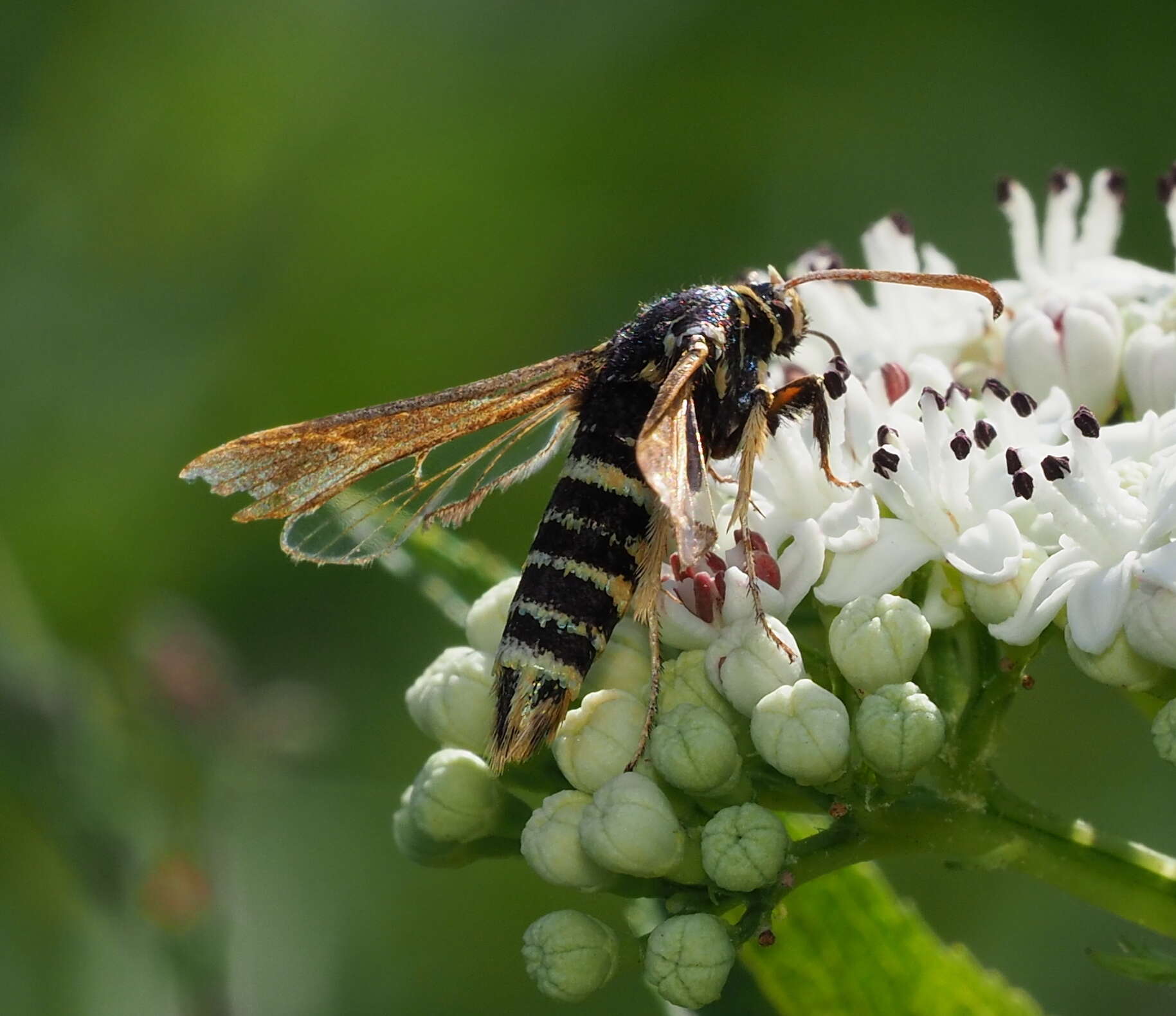 Image of Paranthrene tabaniformis synagriformis Rambur