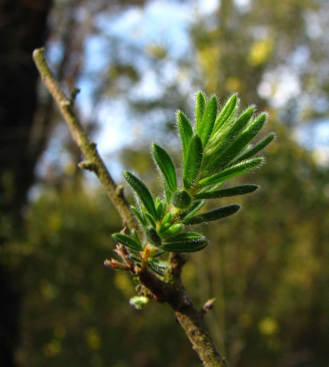 Image of Pultenaea daltonii H. B. Will.