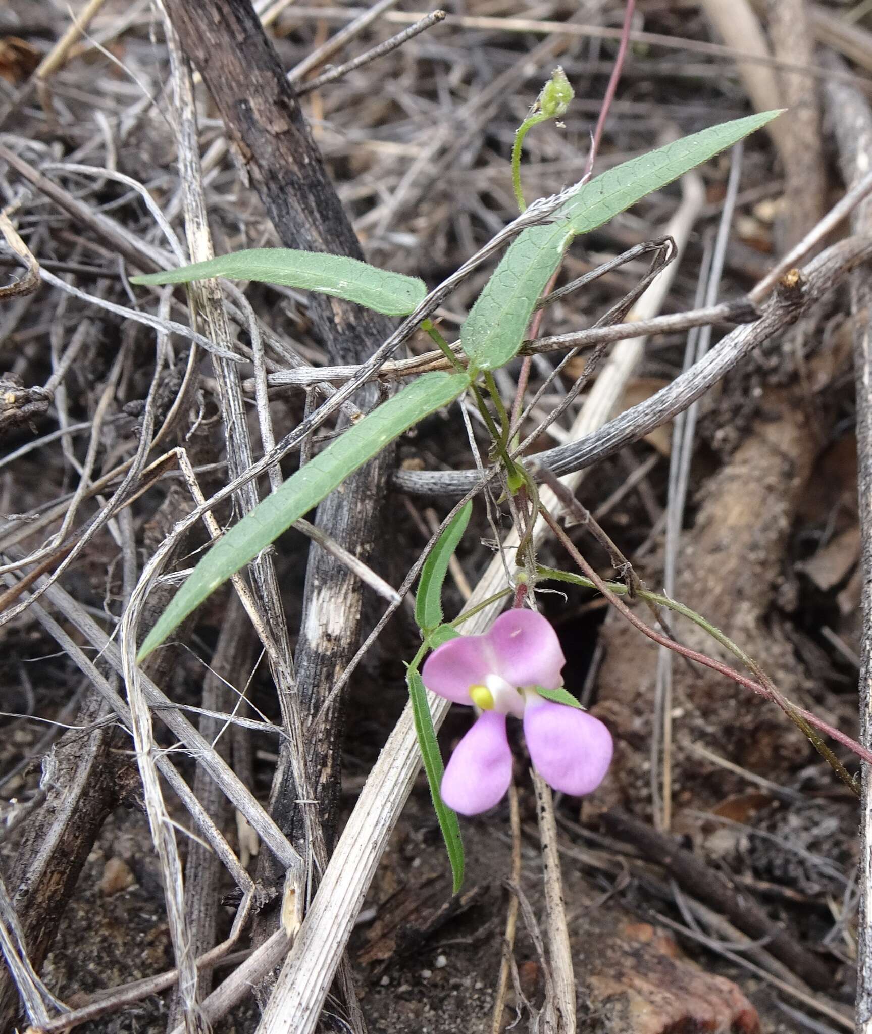 Plancia ëd Phaseolus acutifolius A. Gray