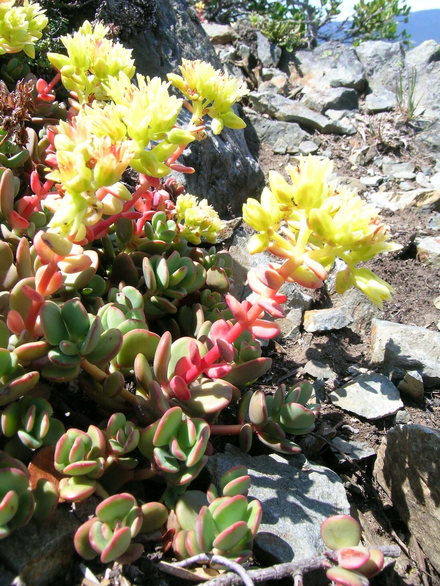 Sivun Sedum oregonense (S. Wats.) M. E. Peck kuva