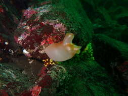 Image of Sea peach