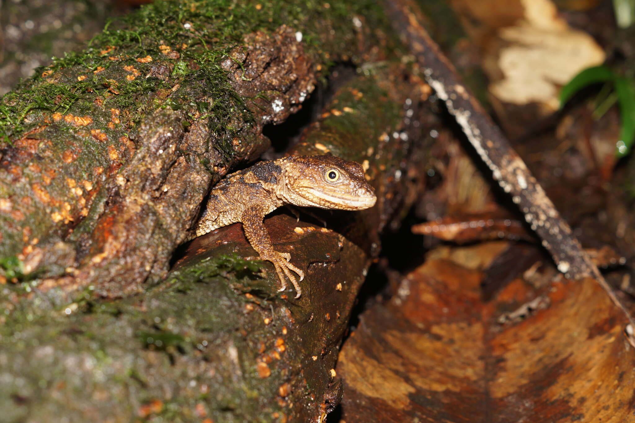Image of knob-scaled lizards