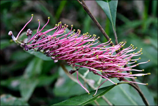 Image of Grevillea barklyana F. Müll. ex Benth.