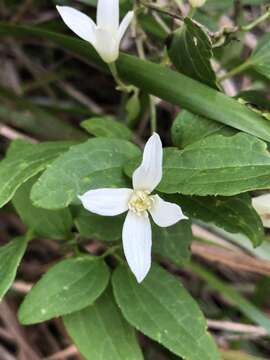 Image of Clematis pubescens Hueg. ex Endl.