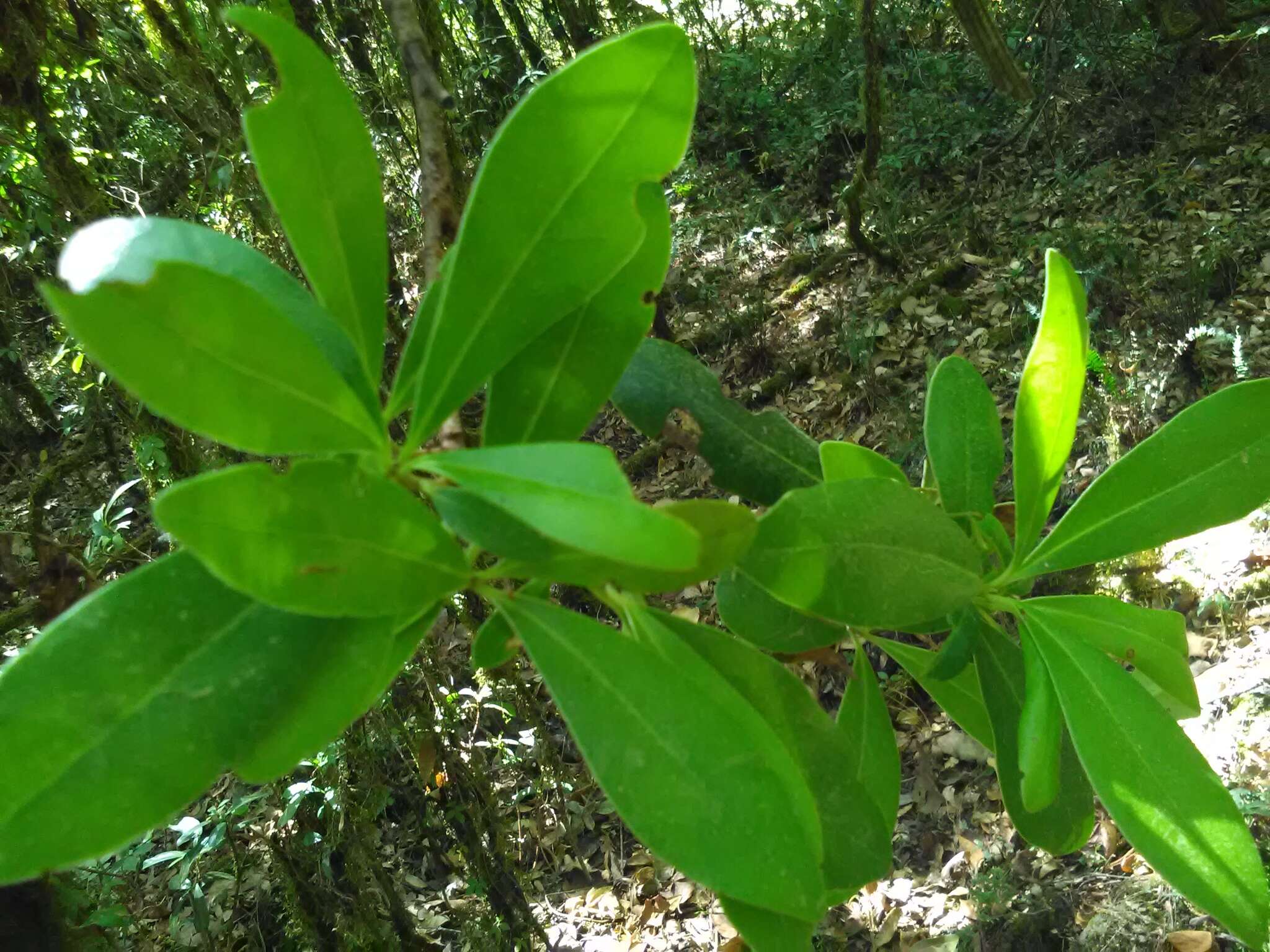 Image of Ternstroemia lineata DC.