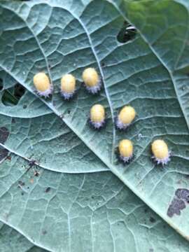 Image of Mexican bean beetle