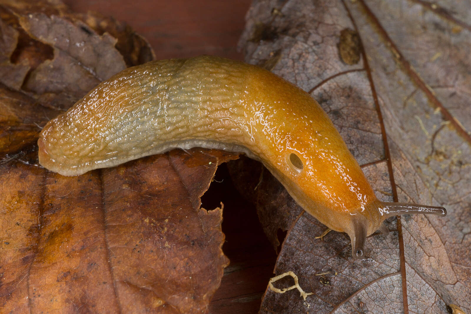 Image of Dusky Slug